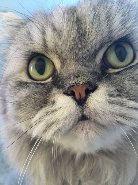 Anyone got Persians? Tell me about them.