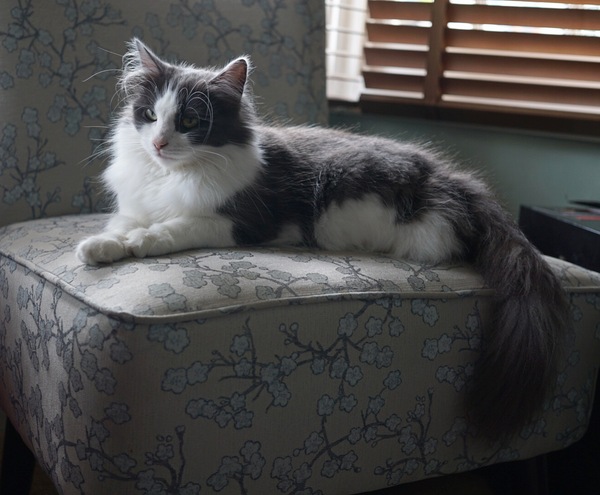Indoor cat-ragdoll, Maine coon or other?
