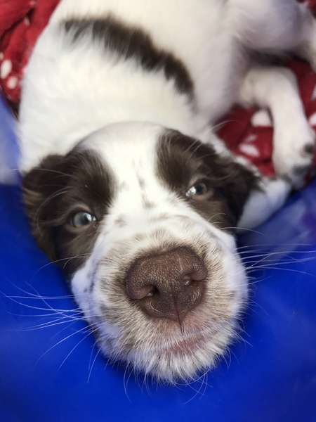 Is it possible to be broody for a puppy?