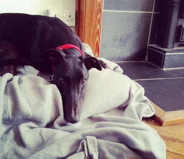 struggling to relax with new dog