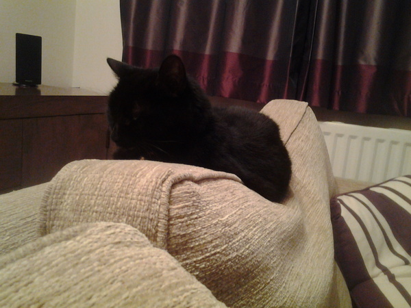 What's your cat doing right now? Pics!