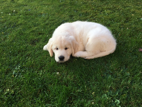 Puppy pictures!!