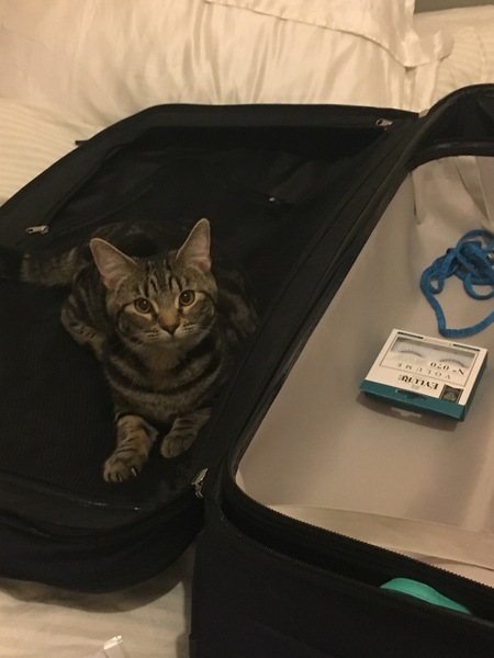 She keeps getting in my suitcase
