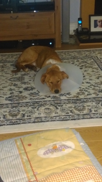 What breed? Pics