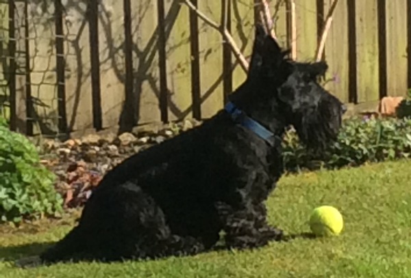 Any Welsh Terrier owners out there? Can you tell me about them please? (Schnauzer as a back up!)