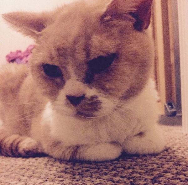Can you have your cat put to sleep at home?