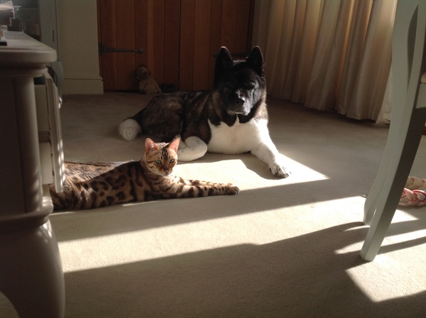 Show me your dogs while I'm waiting for mine!