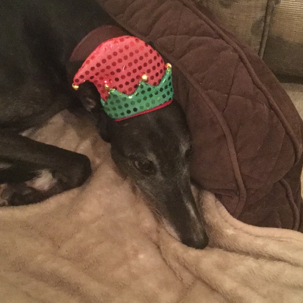 Fostering a greyhound