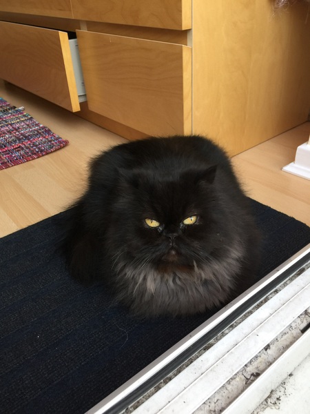 Indoor cat-ragdoll, Maine coon or other?