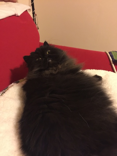 National Black Cat Day
