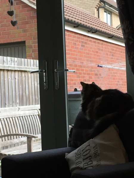 What's your cat doing right now? Pics!