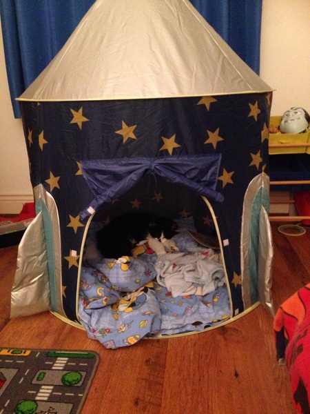 Childless cat worshiper...is this idea ridiculous?