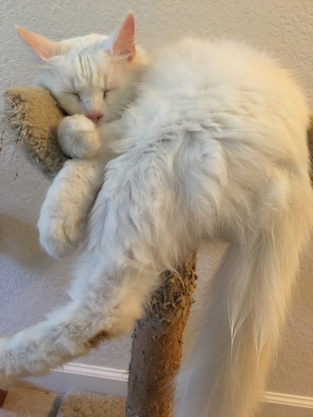 What's your cat doing right now? Pics!