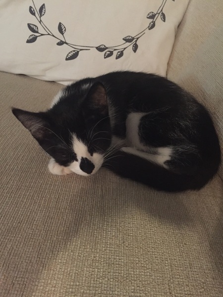 Poorly kitten hand hold