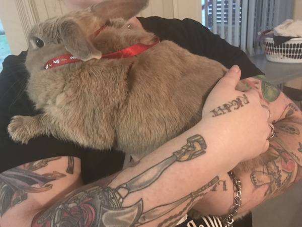 Just taken on a very fat 'dwarf' lop