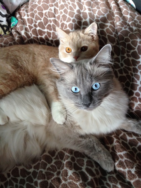 I love my cat so much it hurts. Is this normal?