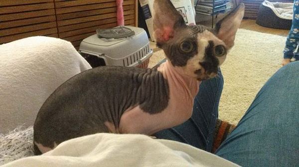 Does anyone has a Sphynx?