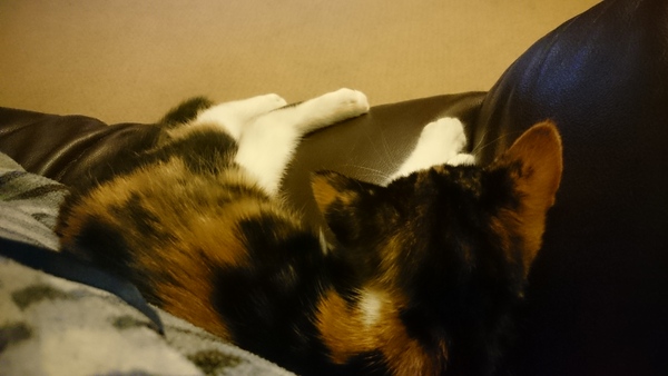 What's your cat doing right now? Pics!