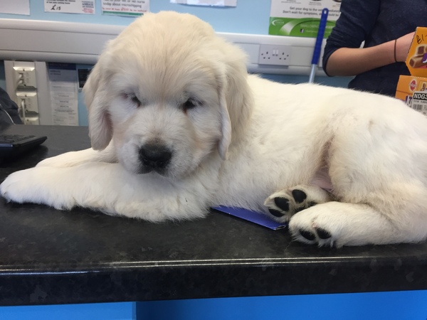 Puppy pictures!!