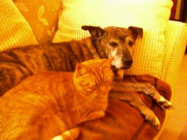 Staffies