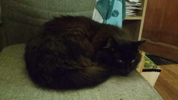 What's your cat doing right now? Pics!