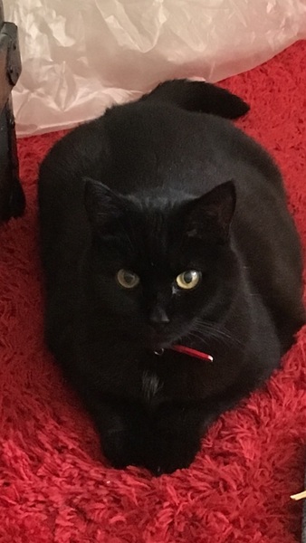 In Crepey Remembrance Of CremCat Past