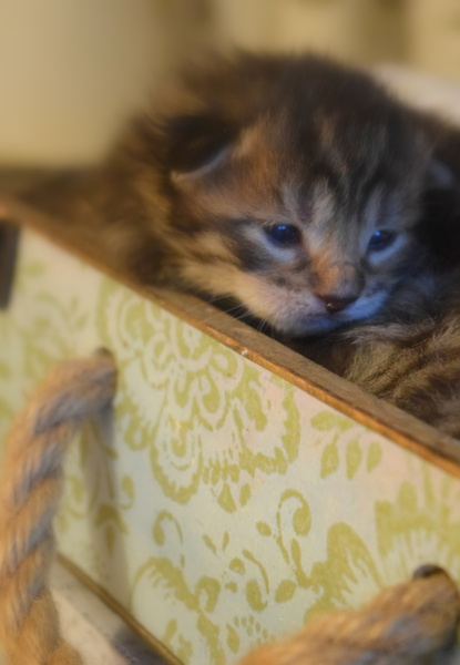 Pregnant Cat