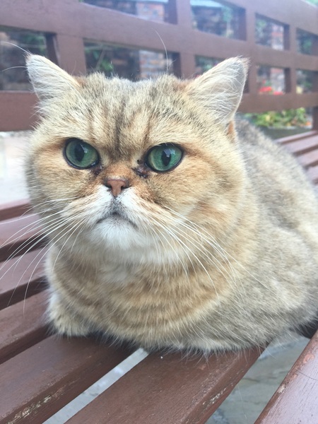 Anyone got Persians? Tell me about them.