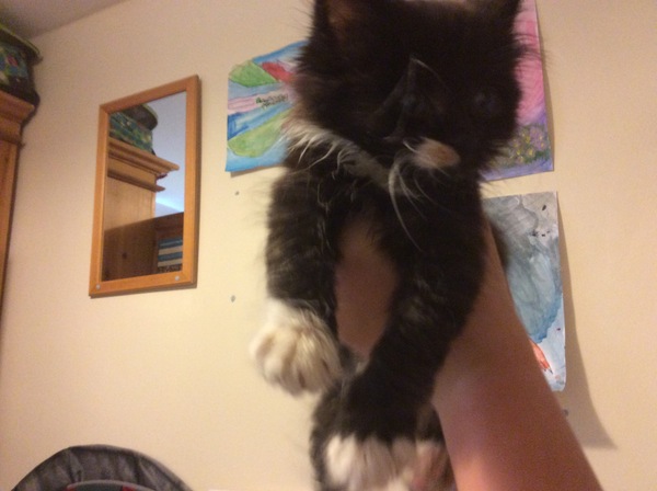 We have accidentally  a 5 weeks old kitten