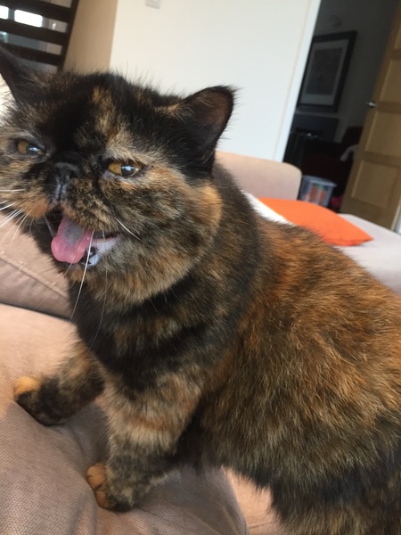 What's your cat doing right now? Pics!