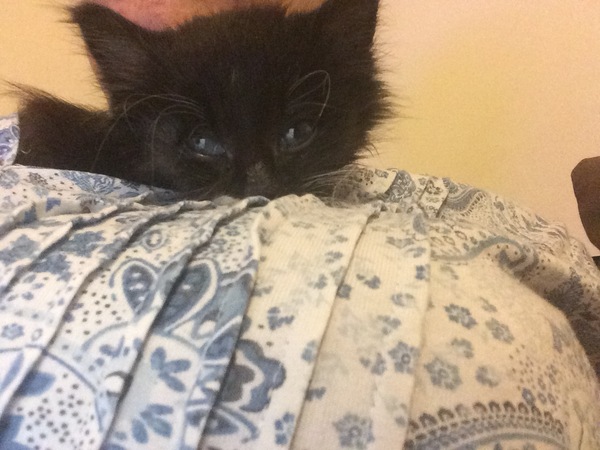We have accidentally  a 5 weeks old kitten