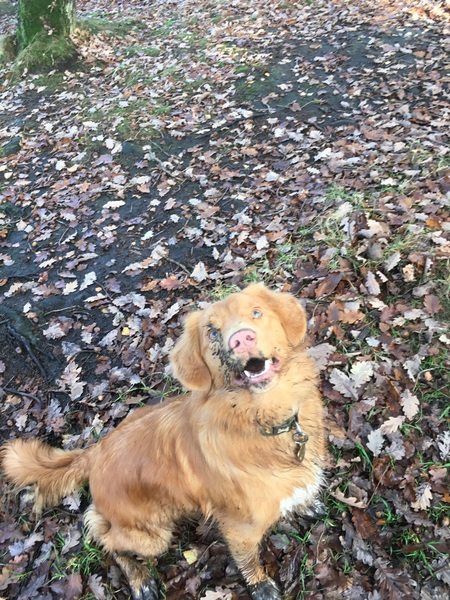 Can you help us pick a breed?