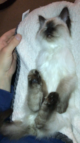 Indoor cat-ragdoll, Maine coon or other?