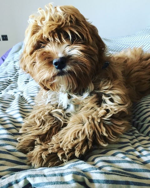 I love my dog.