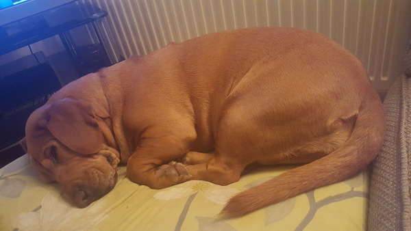 I love my dog.