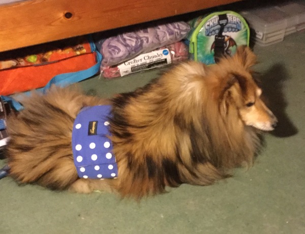 Dog pissing and shitting over everything. AIBU to PTS?