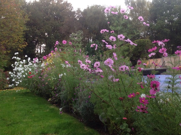 What's looking good in your garden at the moment?