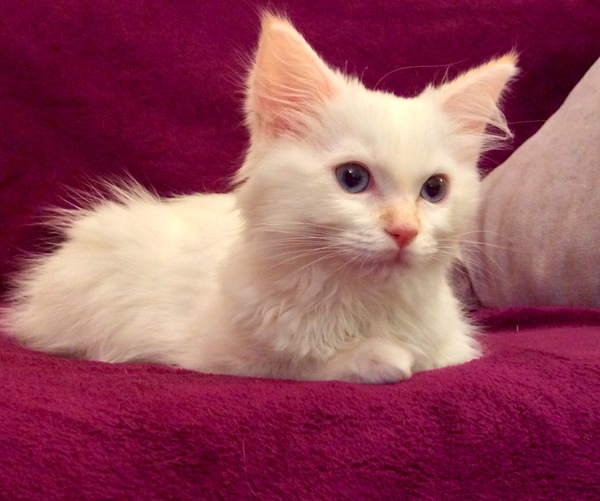 New kitten (with picture!) help naming