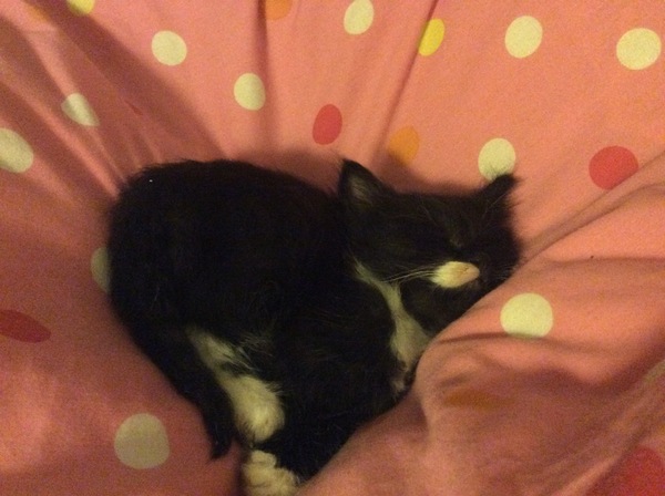 We have accidentally  a 5 weeks old kitten