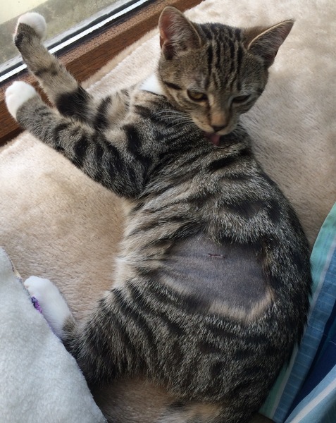 My girl is having the op next week any advice for me?