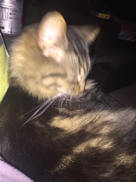 What's your cat doing right now? Pics!