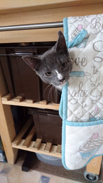 New Cats and Wee issues