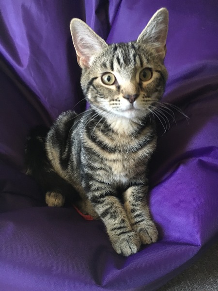 I love my cat so much it hurts. Is this normal?