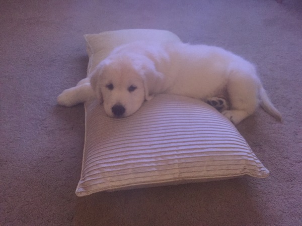When do puppies start sleeping through regularly?