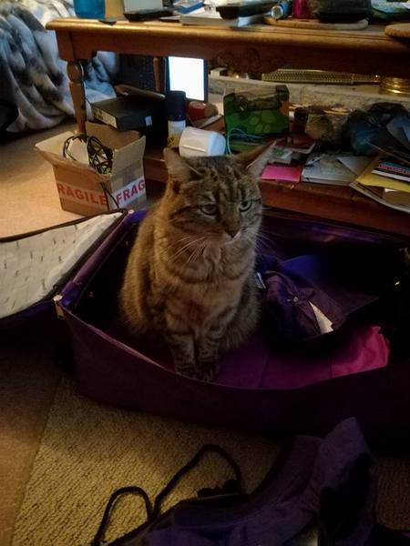 She keeps getting in my suitcase