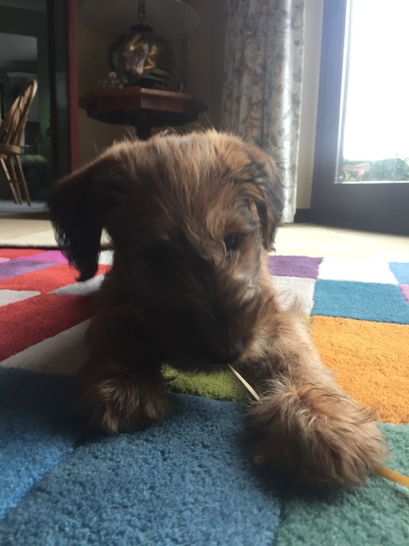 Any Welsh Terrier owners out there? Can you tell me about them please? (Schnauzer as a back up!)