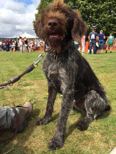 Can you help us pick a breed?