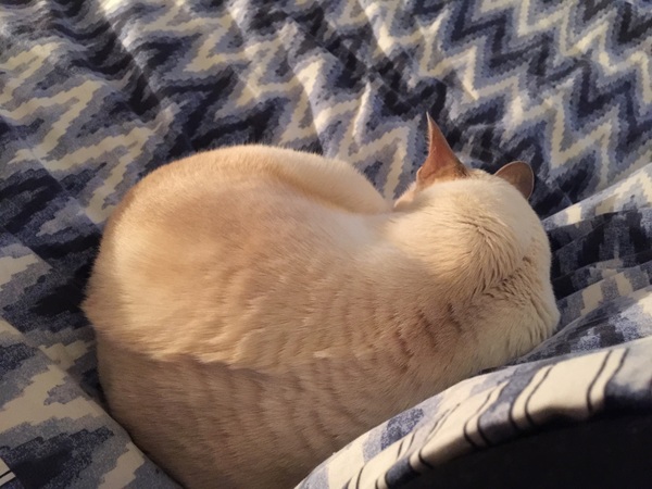 What's your cat doing right now? Pics!