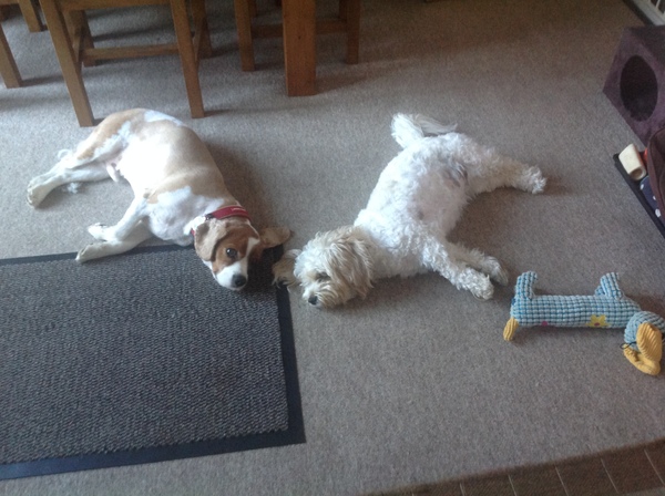 I have a fat dog, would a change in food help?