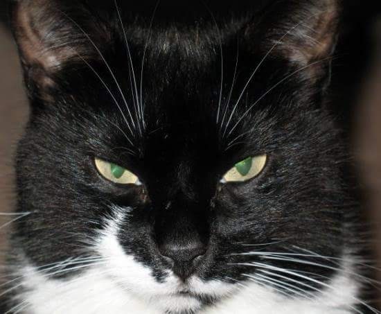 Show me your pussy!